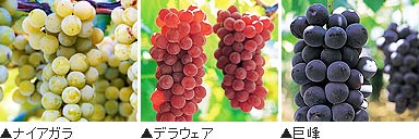 ������ʥ������顦�ǥ饦����������